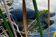 Key West Nature & History Tour thumbnail 2