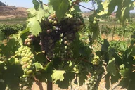 Temecula Wine Tasting Tour thumbnail 3
