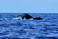 Oahu Whale Watching Adventure 2 hr thumbnail 6