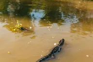 New Orleans Swamp Boat Tour thumbnail 2