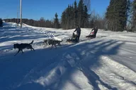 Fairbanks Dog Mushing School 2 hr thumbnail 1