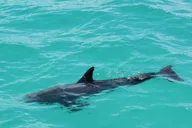 Miami to Key West Shuttle and Activities thumbnail 6