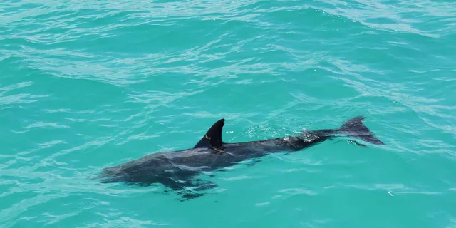 Miami to Key West Shuttle and Activities - Image 6