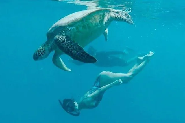 Waikiki Turtle Snorkel and Sail on Hawea Catamaran - Image 3