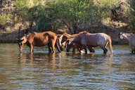 Phoenix Paddle Board Tour on the Lower Salt River thumbnail 1