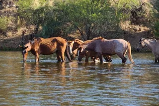 Phoenix Paddle Board Tour on the Lower Salt River