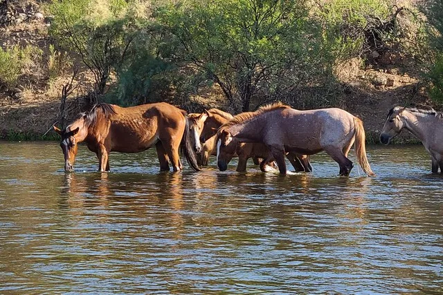 Phoenix Paddle Board Tour on the Lower Salt River - Image 1