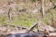Gilchrist Blue Spring Glass Bottom Kayak Tour thumbnail 4