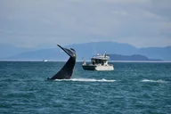 Icy Strait Point Whale Watching and Bear Search thumbnail 1