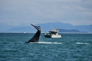 Icy Strait Point Whale Watching and Bear Search