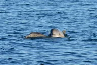 Pensacola Powerboat Dolphin Cruise with Beach Stop thumbnail 3