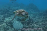 Honolulu Scuba Diving Adventure 4 hr thumbnail 4