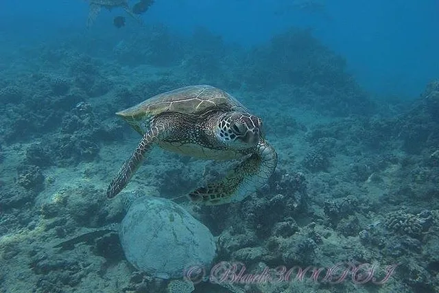 Honolulu Scuba Diving Adventure 4 hr - Image 4