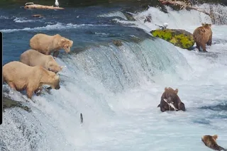 Homer Bear Viewing Floatplane Tour