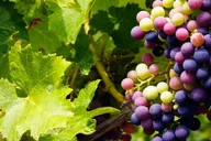 Tucson Wine Tour in Elgin 6 hr thumbnail 2