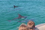 Destin Harbor Dolphin Watching Tour 1 hr thumbnail 4