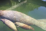Crystal River Manatee Viewing Cruise 90 Min thumbnail 6