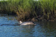 Beaufort River Tour thumbnail 5