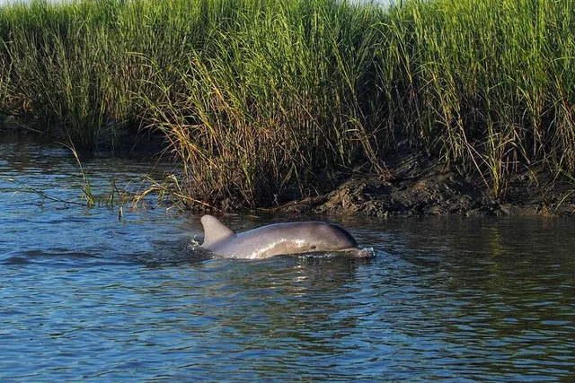 Beaufort River Tour - Image 5