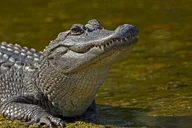 New Orleans Airboat Swamp Tour with Transportation thumbnail 2