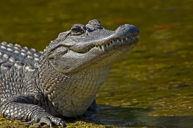 New Orleans Airboat Swamp Tour with Transportation - Image 2