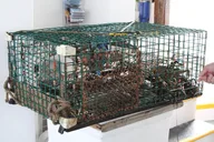 Plymouth Lobstering Eco Tour 75 min thumbnail 3