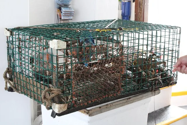 Plymouth Lobstering Eco Tour 75 min - Image 3
