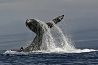 Kailua Kona Whale Watching Cruise thumbnail 6