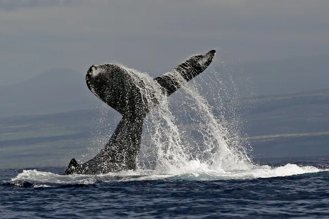 Kailua Kona Whale Watching Cruise - Image 6