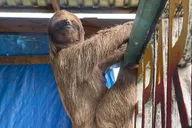Monkeys and Sloths Private Tour and Beach thumbnail 1
