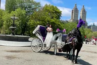 New York Central Park Horse Carriage Ride thumbnail 6