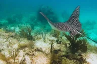 Key Largo Snorkeling Trip thumbnail 6