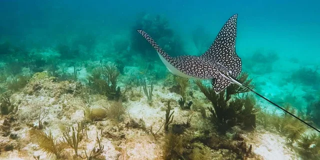 Key Largo Snorkeling Trip - Image 6