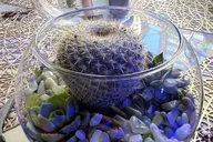 New York Terrarium Making Experience with Cats 2 hr thumbnail 6