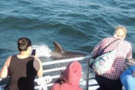 Anacortes Whale Watching Tour thumbnail 4