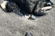 Folly Beach Morris Island Fossil Hunting Boat Tour thumbnail 2