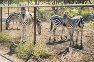 San Antonio Wildlife Safari Drive-Thru thumbnail 6