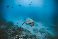 Waikiki Turtle Canyon Snorkel Boat Tour thumbnail 3