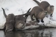 Jackson Wildlife Safari and Elk Refuge Sleigh Ride thumbnail 6