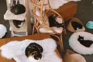 Santa Barbara Cat Therapy Experience thumbnail 1