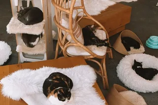 Santa Barbara Cat Therapy Experience