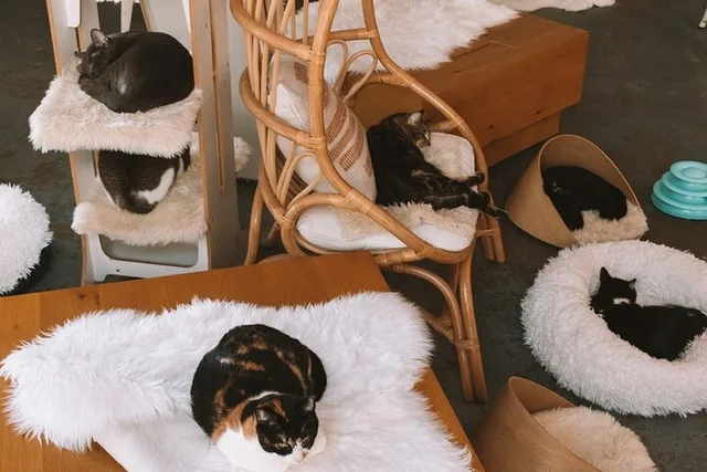 Santa Barbara Cat Therapy Experience - Image 1