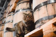 Nashville Distillery Tour with Tastings thumbnail 5