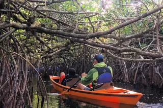 Everglades Kayak Safari Through Mangrove Tunnels