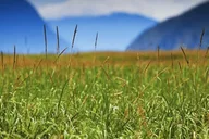Skagway White Pass & Gold Rush Adventure thumbnail 4