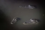 Orlando Gatorland Flashlight Tour at Night 1.5 hr thumbnail 2