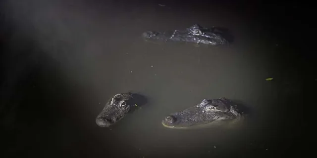 Orlando Gatorland Flashlight Tour at Night 1.5 hr - Image 2