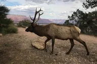 Grand Canyon Hummer Tour with Sunset Views thumbnail 5