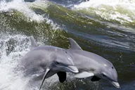 Hilton Head Island Ocean Dolphin Cruise thumbnail 2