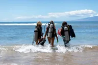 Lahaina Shark and Turtle Dive for Certified Divers thumbnail 4